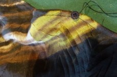 autumn leaf sheer dress button2